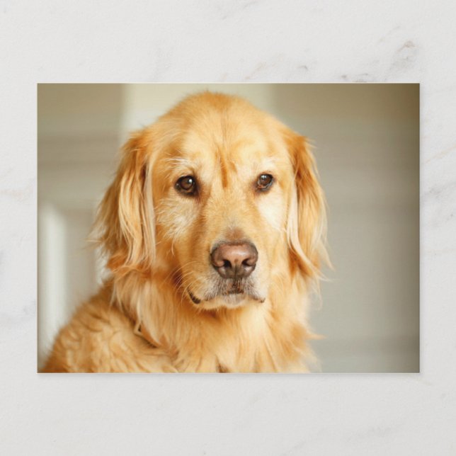 Golden Retriever Portrait Postcard (Front)