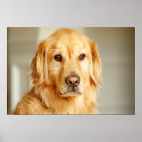 Golden Retriever Portrait