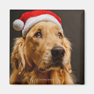 Golden Retriever posing for his Christmas Magnet
