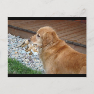 Golden Retriever Postcard