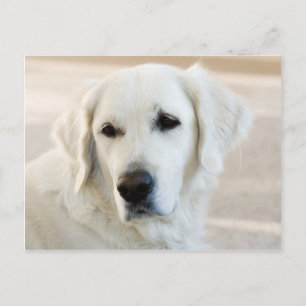 Golden Retriever Postcard