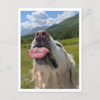 Golden Retriever Postcard