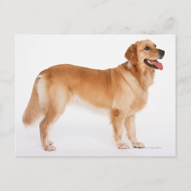 Golden Retriever Postcard (Front)
