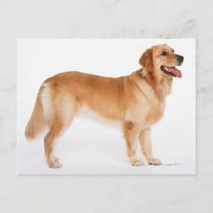 Golden Retriever Postcard