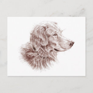 Golden Retriever Postcard
