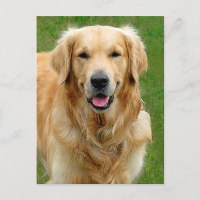 Golden Retriever Postcard (Front)