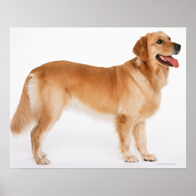 Golden Retriever Poster (Front)