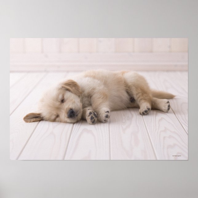 Golden Retriever Poster (Front)
