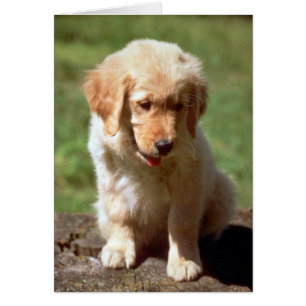 Golden Retriever pup