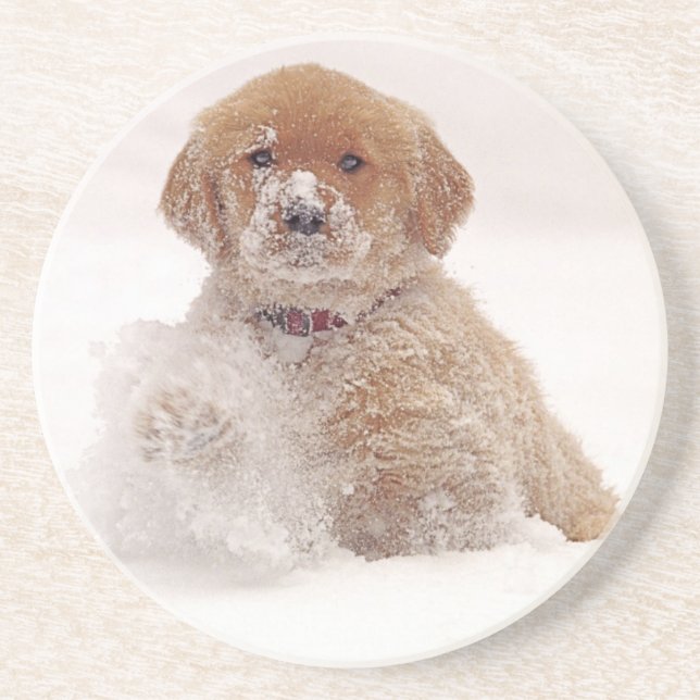 Golden Retriever Pup in Snow Coaster (Front)