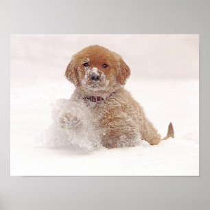 Golden Retriever Pup in Snow Poster