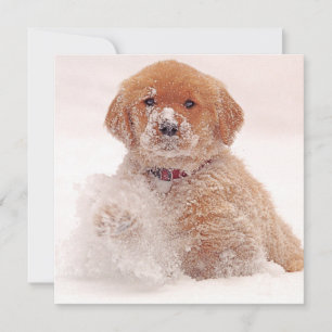Golden Retriever Pup Playing in Snow Holiday Card