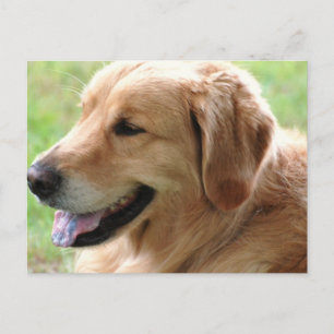 Golden Retriever Pup Postcard