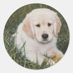Golden Retriever Pup Sticker