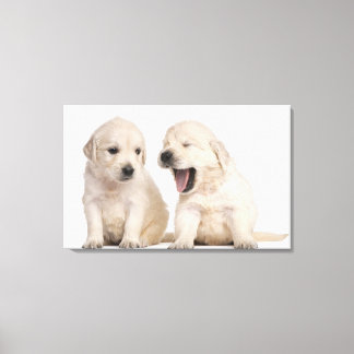 Golden Retriever puppies (4 weeks old) Canvas Print