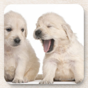 Golden Retriever puppies (4 weeks old) Coaster