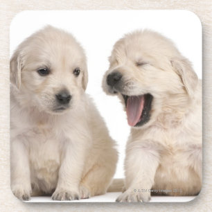 Golden Retriever puppies (4 weeks old) Coaster
