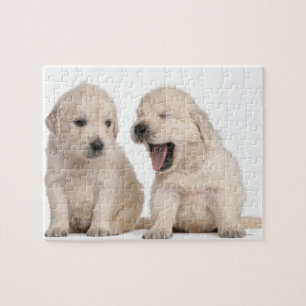 Golden Retriever puppies (4 weeks old) Jigsaw Puzzle