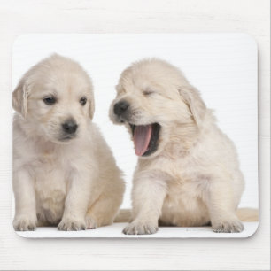 Golden Retriever puppies (4 weeks old) Mouse Pad