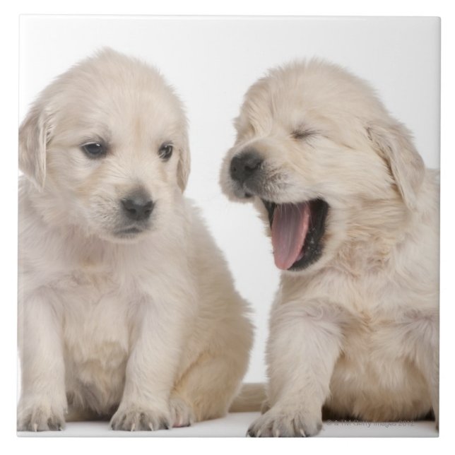 Golden Retriever Puppies Tile (Front)