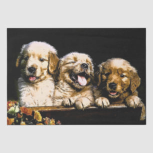 Golden Retriever Puppies Tissue Paper