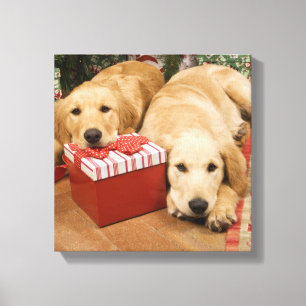 Golden retriever puppies with christmas gift canvas print