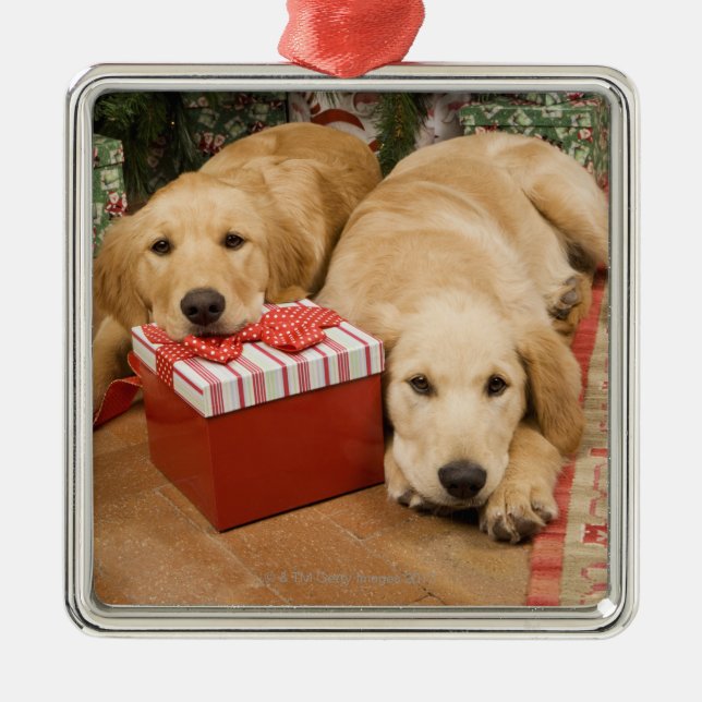 Golden retriever puppies with christmas gift metal tree decoration (Front)