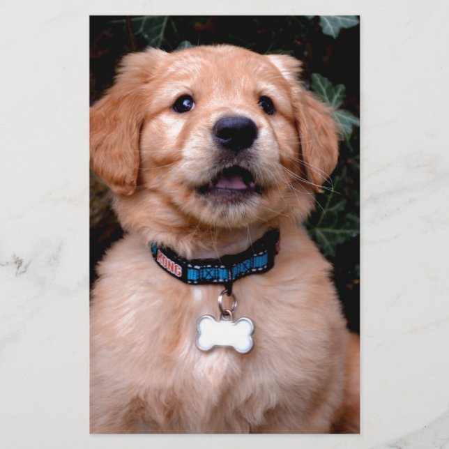 Golden Retriever Puppy (Front)