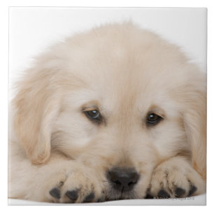 Golden retriever puppy (20 weeks old) tile