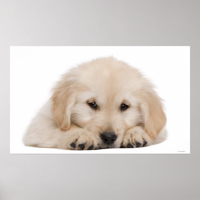 Golden retriever puppy 2 poster (Front)