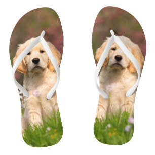 Golden Retriever puppy a cute Goldie Jandals