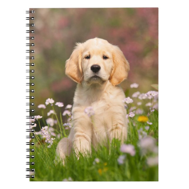 Golden Retriever puppy a cute Goldie Spiral Notebook (Front)