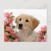 Golden Retriever Puppy and Pink Flowers