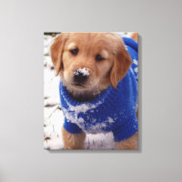 Golden Retriever Puppy