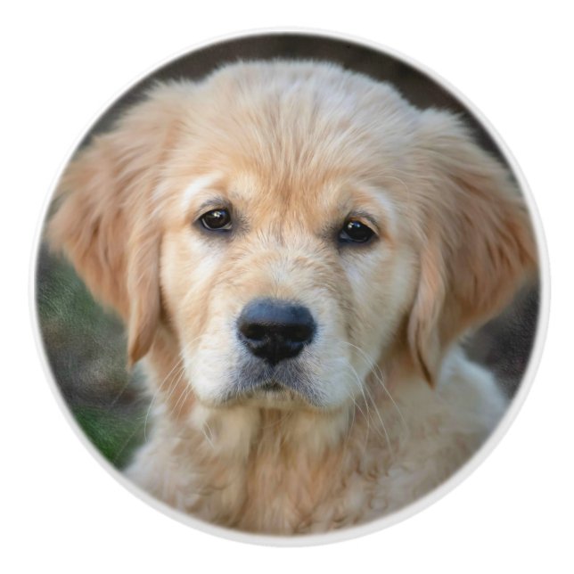 Golden Retriever Puppy Ceramic Knob (Front)