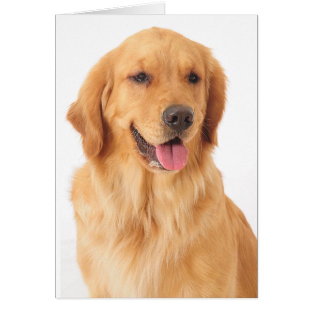 Golden Retriever Puppy Dog Blank (Front)