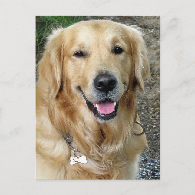 Golden Retriever Puppy Dog Blank Postcard (Front)