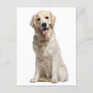 Golden Retriever Puppy Dog Blank Postcard