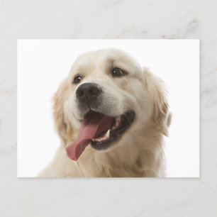 Golden Retriever Puppy Dog Blank Postcard