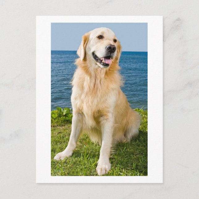 Golden Retriever Puppy Dog Blank Postcard (Front)