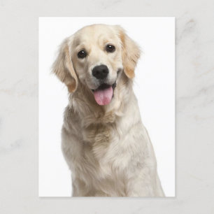 Golden Retriever Puppy Dog Blank Postcard