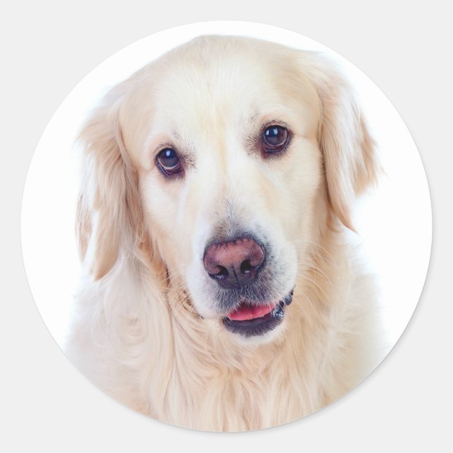 Golden Retriever Puppy Dog - Hello Love Classic Round Sticker (Front)
