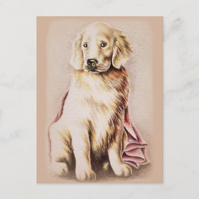 Golden Retriever Puppy dog pet portrait drawing Postcard (Front)