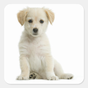 Golden Retriever Puppy Dog Sticker / Label / Seal