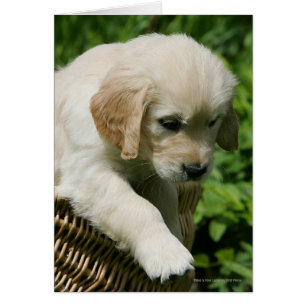 Golden Retriever Puppy in Basket