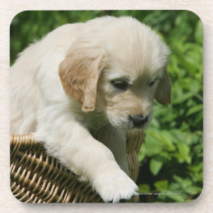 Golden Retriever Puppy in Basket Coaster
