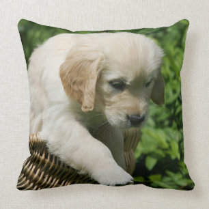 Golden Retriever Puppy in Basket Cushion