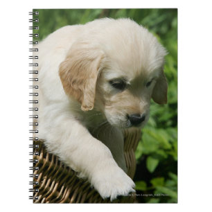Golden Retriever Puppy in Basket Spiral Notebook