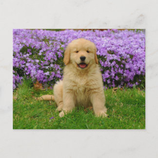 Golden Retriever Puppy in bed of Lavender Phlox Postcard