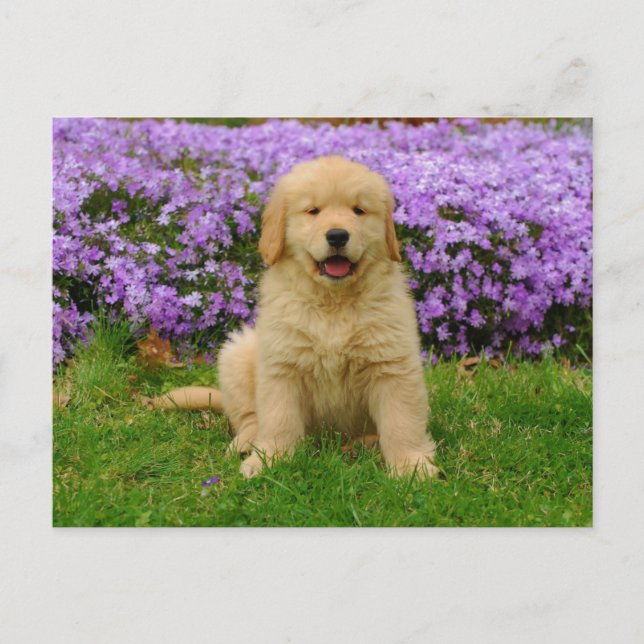 Golden Retriever Puppy in bed of Lavender Phlox Postcard (Front)